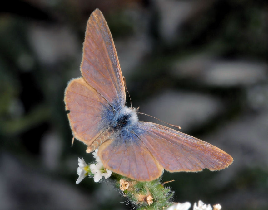 Farfalla n. 1